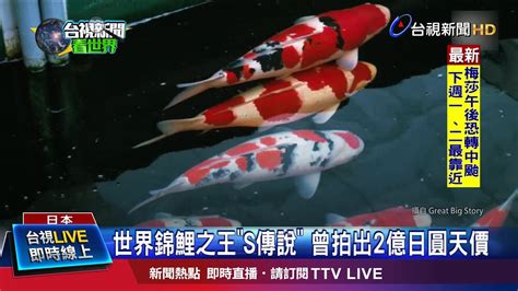 s傳說錦鯉死亡|一條魚5500萬！台灣人標下「錦鯉之王」傳將送給馬雲